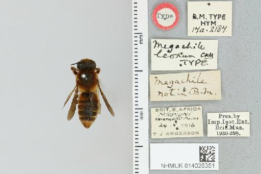 Chalicodoma leonum Cockerell, 1930 - 014026351_835580_1629524-