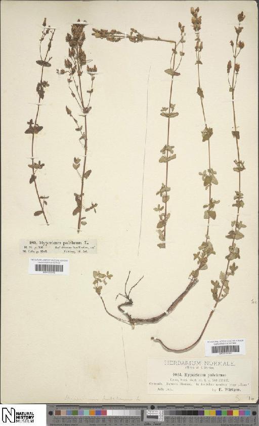 Hypericum pulchrum L. - BM001200362