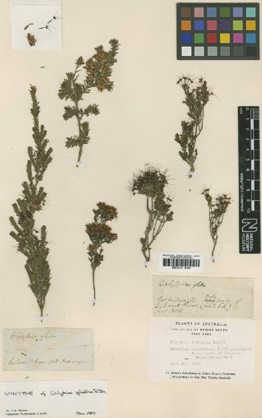 Calytrix glabra R.Br. - BM001015048