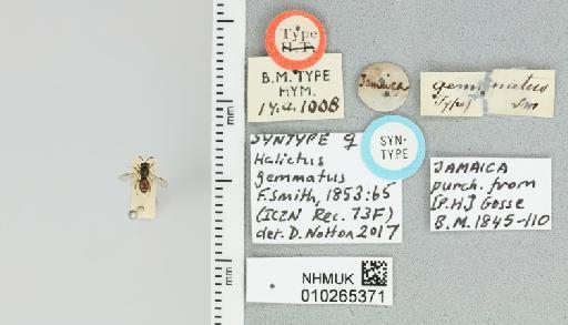 Halictus gemmatus Smith, F., 1853 - 010265371_81728_-