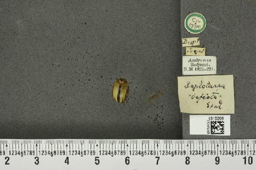 Leptinotarsa defecta (Stål, 1859) - BMNHE_1315208_15056