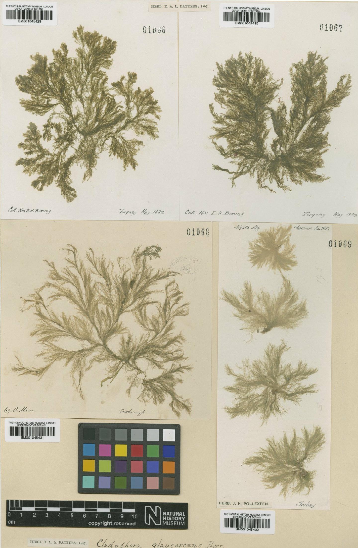 To NHMUK collection (Cladophora glaucescens (A.W.Griffiths ex Harv.) Harv.; Type; NHMUK:ecatalogue:735826)