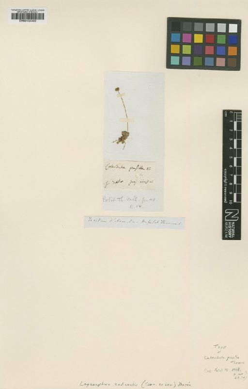 Lagenophora nudicaulis Dudley - BM001025422