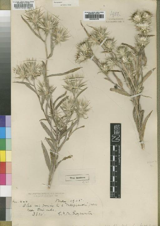 Dicoma sessiliflora subsp. kirkii (Harv.) Wild - BM000924879
