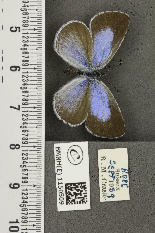 Celastrina argiolus britanna (Verity, 1919) - BMNHE_1150509_111732