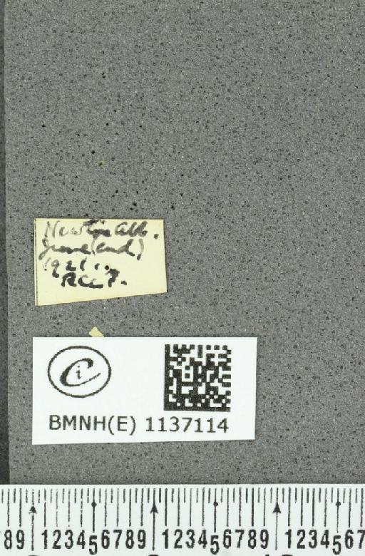 Neozephyrus quercus (Linnaeus, 1758) - BMNHE_1137114_label_94518