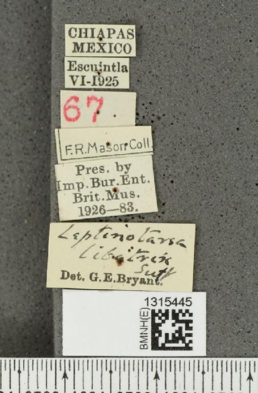 Leptinotarsa libatrix (Suffrian, 1858) - BMNHE_1315445_label_15407