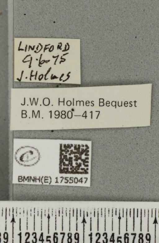 Hydriomena impluviata (Denis & Schiffermüller, 1775) - BMNHE_1755047_label_329944