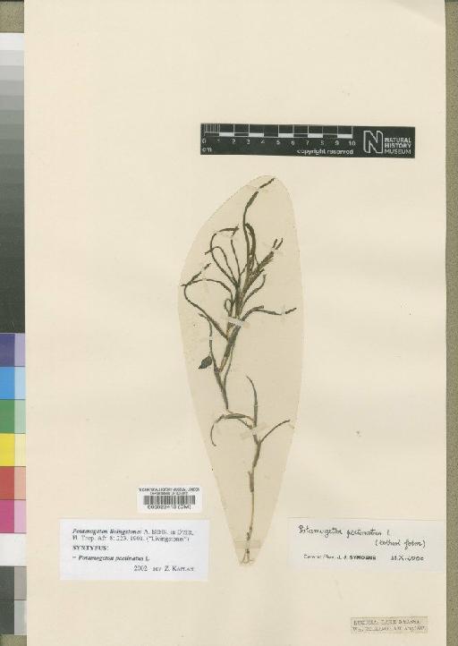 Potamogeton pectinatus L. - BM000522418