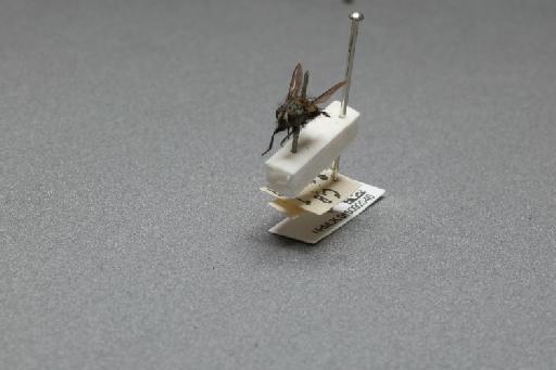 Sarcophaga (Myorhina) nigriventris Meigen, 1826 - 015092046_additional_3