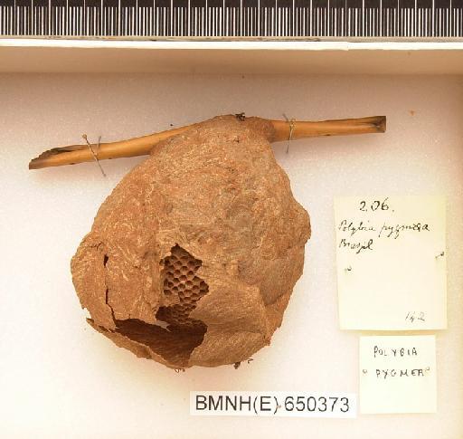 Polybia pygmea - Hymenoptera Nest BMNH(E) 650373