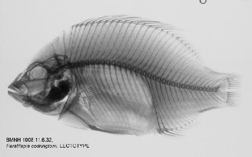 Paratilapia codringtonii Boulenger, 1908 - BMNH 1908.11.6.32, LECTOTYPE, Paratilapia codringtonii Radiograph