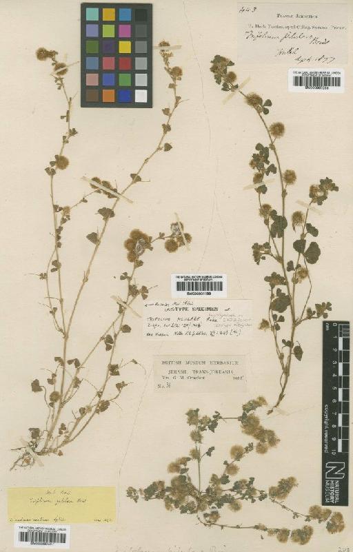 Trifolium pilulare Boiss - BM000997257