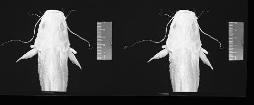 Macrones elongatus Günther, 1864 - 1855.9.19.1099 (head dorsal) from negative 800DPI