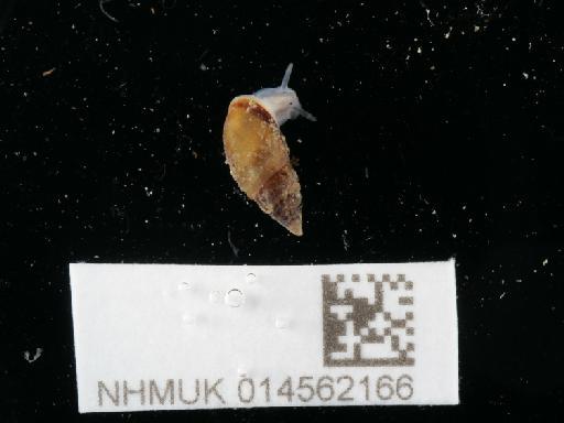Leucophytia bidentata subterclass Tectipleura (Montagu, 1808) - 014562166_1