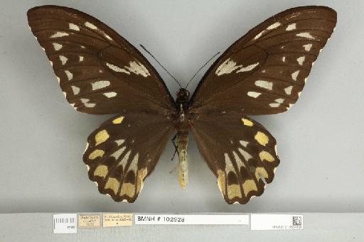 Ornithoptera croesus croesus Wallace, 1859 - 013604984__