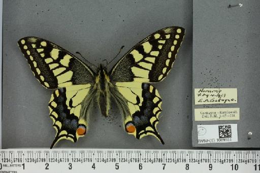 Papilio machaon britannicus Seitz, 1907 - BMNHE_1089181_63980