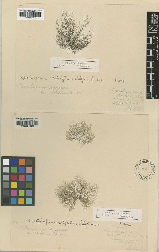 Batrachospermum turfosum Bory - BM000936028