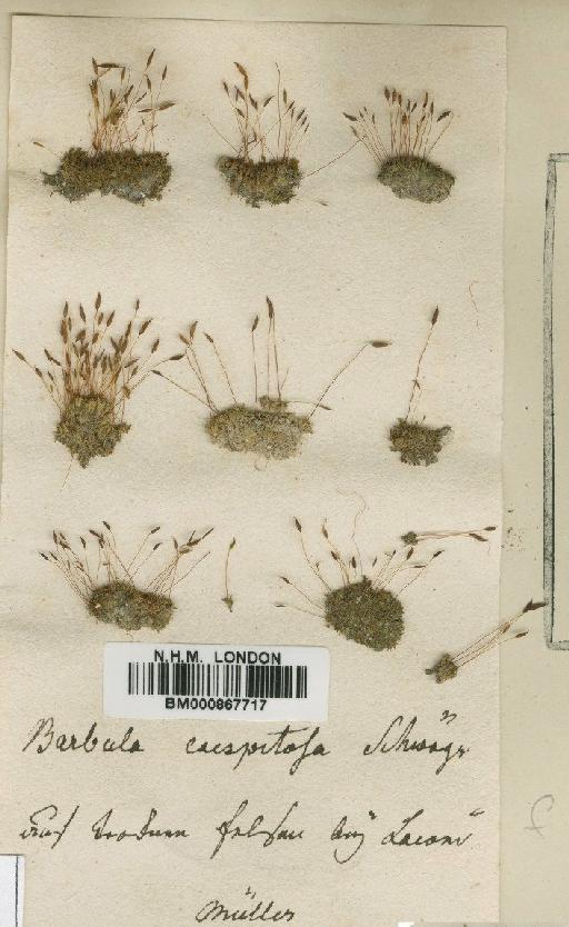 Tortula marginata (Bruch, Schimp. & W.Gümbel) Spruce - BM000867717