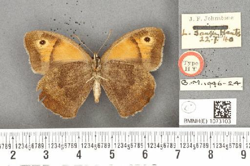 Maniola jurtina insularis ab. nigrianira Johnstone, 1941 - BMNHE_1073103_39921