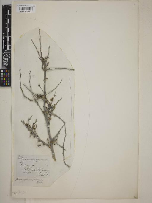 Grewia erythraea - BM013838692