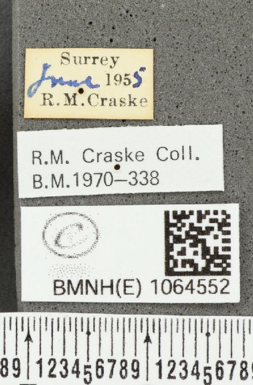 Coenonympha pamphilus (Linnaeus, 1758) - BMNHE_1064552_label_25721