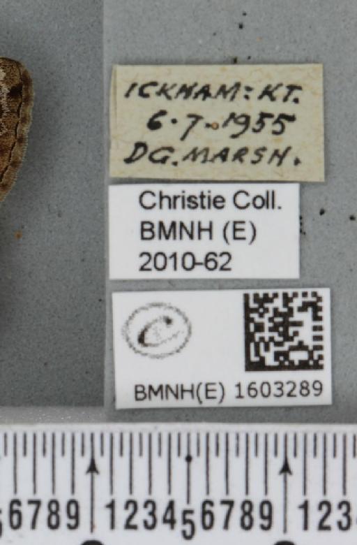 Xanthorhoe quadrifasiata (Clerck, 1759) - BMNHE_1603289_label_313661