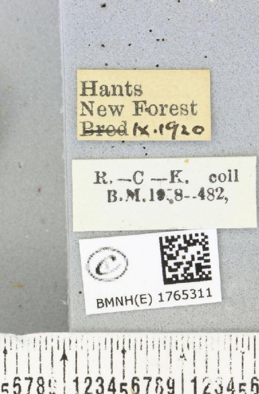 Chloroclysta siterata (Hufnagel, 1767) - BMNHE_1765311_label_346542