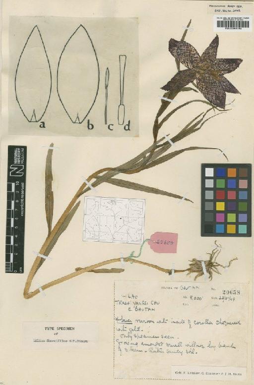Lilium sherriffiae Stearn - BM000958364
