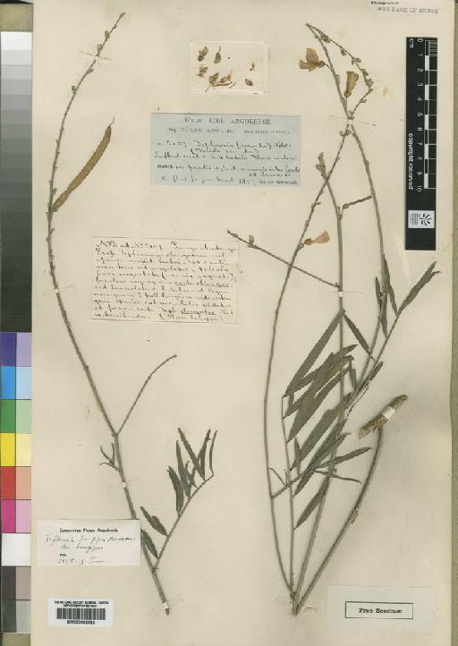 Tephrosia longipes subsp. swynnertonii (Baker f.) Brummitt - BM000842930