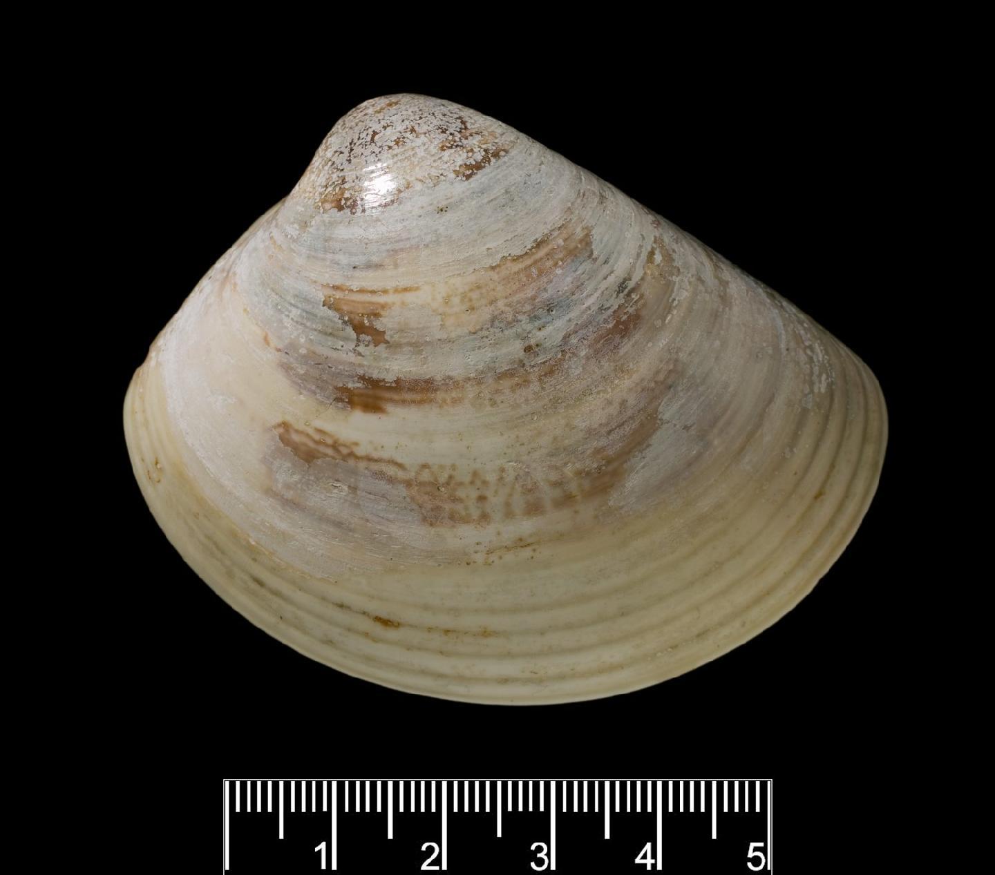 Meretrix lusoria thumbnail