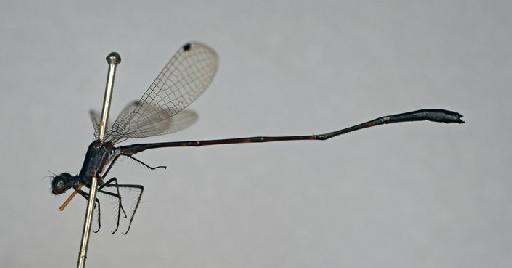 Elattoneura tetrica (Laidlaw, 1917) - BMNHE_1201785-Elattoneura_tetrica-specimen-lateral_habitus