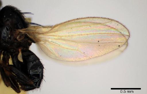 Melanthomyza polita Malloch, 1933 - Melanthomyza_polita_holotype_7