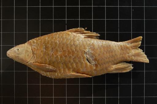 Varicorhinus ansorgii Boulenger, 1906 - BMNH 1904.5.2.161 Varicorhinus ansorgii b