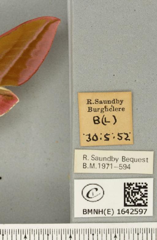 Deilephila elpenor (Linnaeus, 1758) - BMNHE_1642597_label_241164