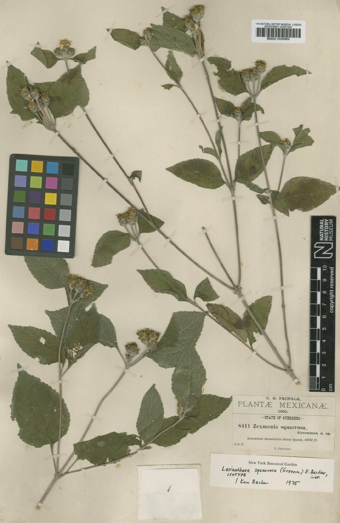 To NHMUK collection (Lasianthaea squarrosa (Greenm. ex W.W.Jones) K.M.Becker; Isotype; NHMUK:ecatalogue:619234)