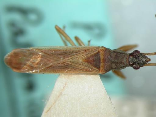 Paromius australis Malipatil, 1978 - Hemiptera: Paraus