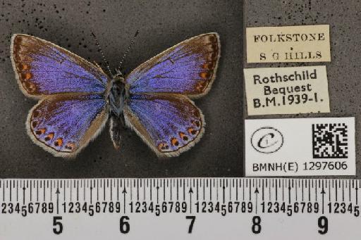 Polyommatus icarus icarus ab. apicata-thetis Tutt, 1910 - BMNHE_1297606_147916