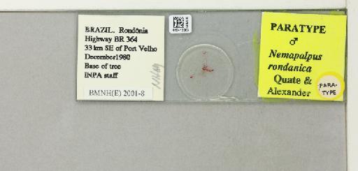 Nemopalpus rondanica Quate & Alexander, 2000 - 015412363_811327_1328673_157792_Type