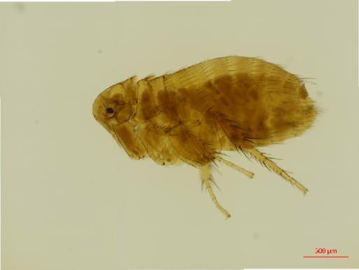 Polygenis tripus Jordan, 1933 - 010179160_specimen