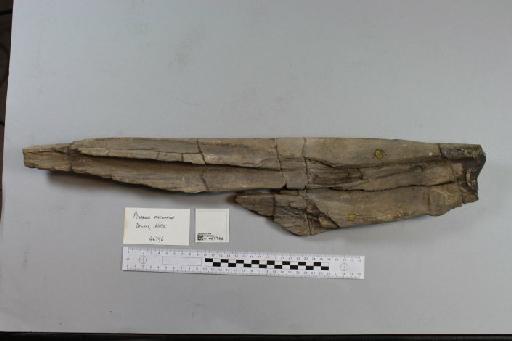 Pliosaurus macromerus Phillips, 1871 - 010298684_L010221774