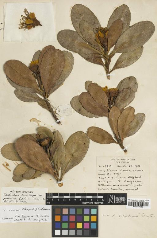 Xanthostemon laurinus (Pamp.) Guillaumin - BM001015380