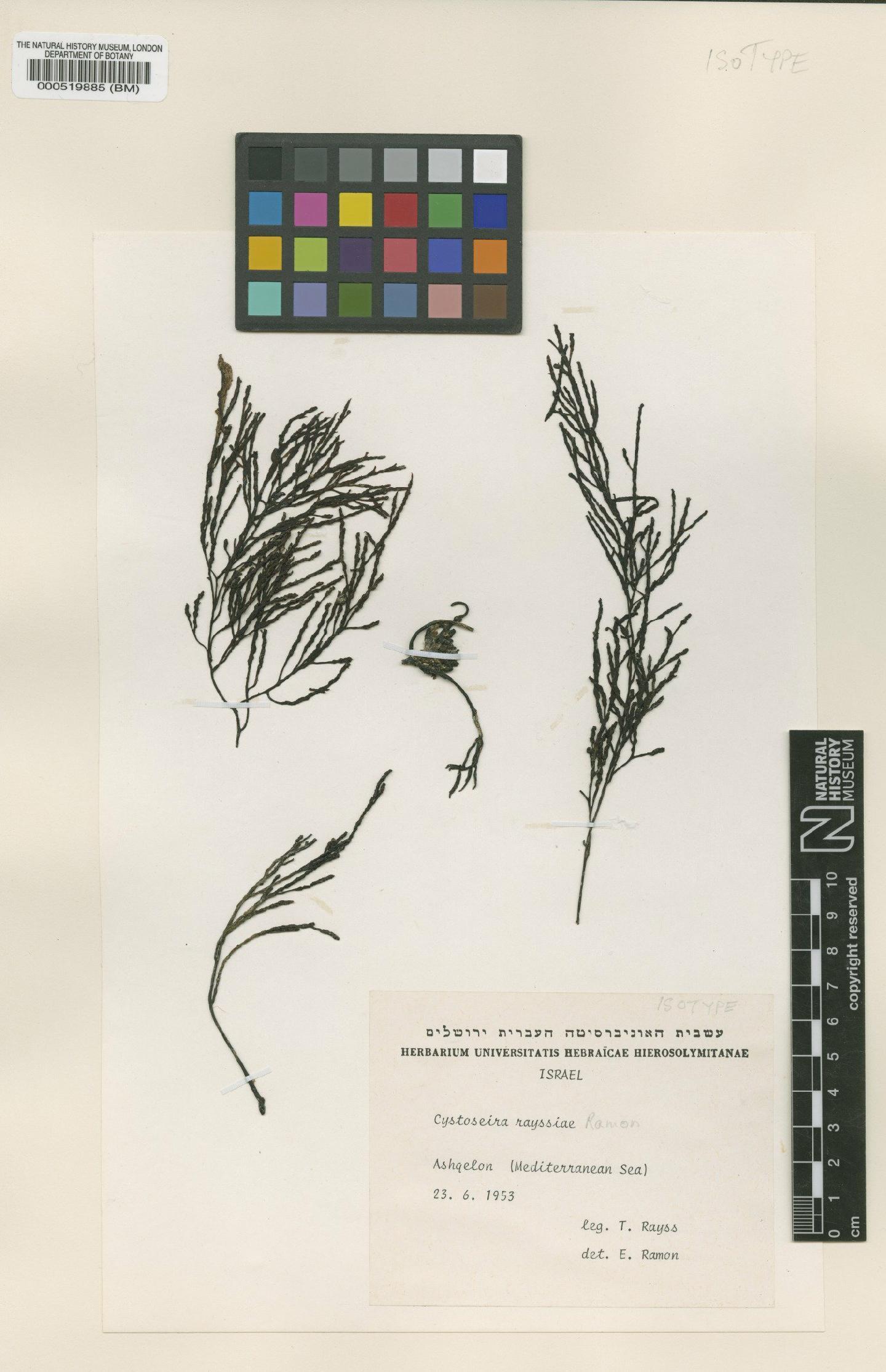 To NHMUK collection (Cystoseira rayssiae Ramon; Isotype; NHMUK:ecatalogue:4721055)