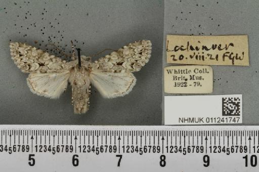 Antitype chi (Linnaeus, 1758) - NHMUK_011241747_642854
