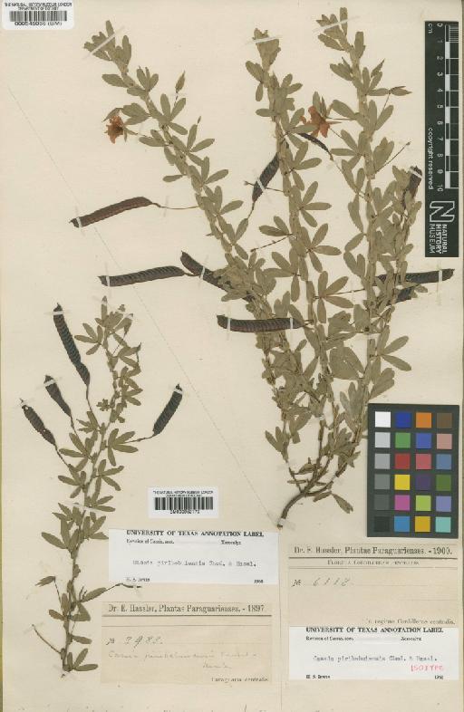 Chamaecrista desvauxii var. piribebuiensis (Chodat & Hassl.) H.S.Irwin & Barneby - BM000952170