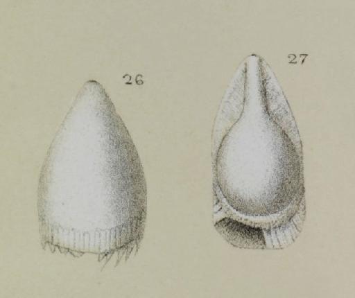 Lagena fimbriata Brady, 1881 - ZF1654_60_26_Fissurina_fimbriata.jpg