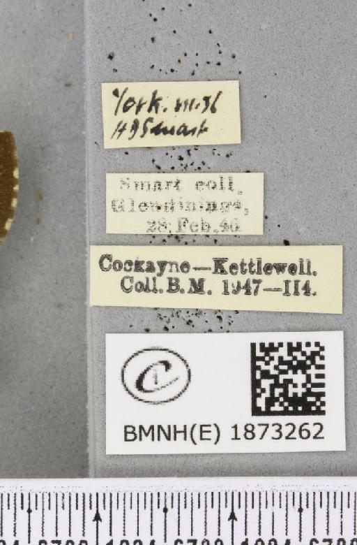 Bupalus piniaria (Linnaeus, 1758) - BMNHE_1873262_label_489162