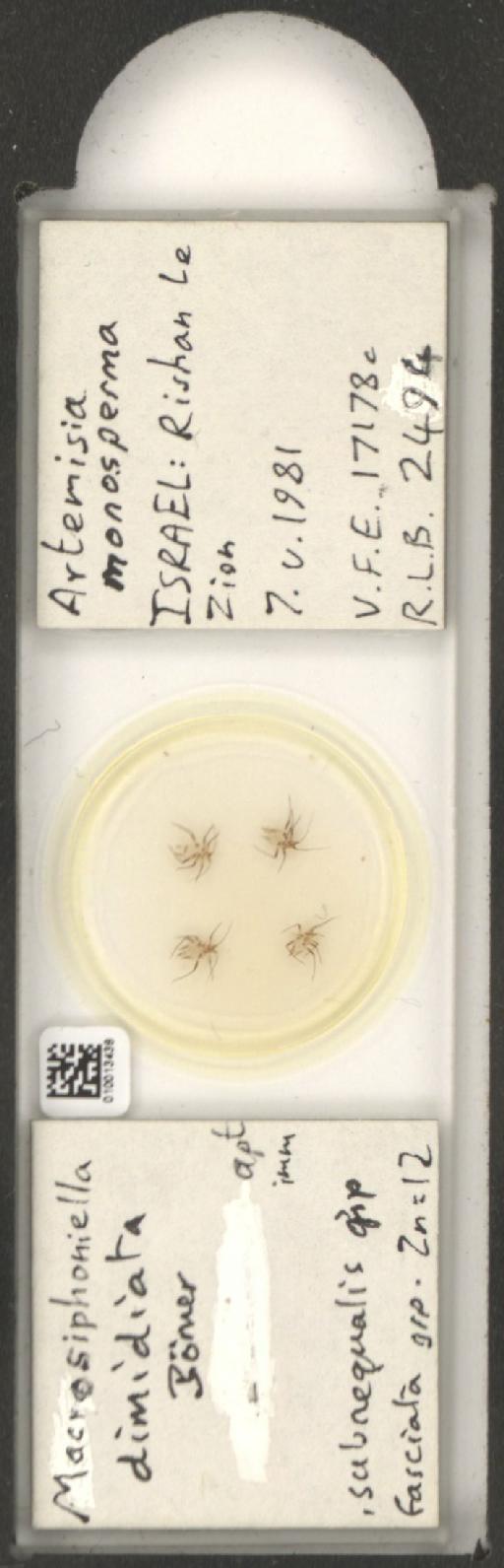 Macrosiphoniella dimidiata Börner, 1942 - 010013438_112659_1094720