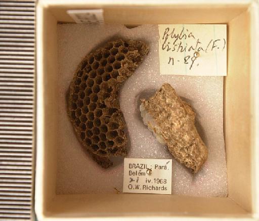 Polybia listriata (Fabricius) - Hymenoptera Nest BMNH(E) 650324
