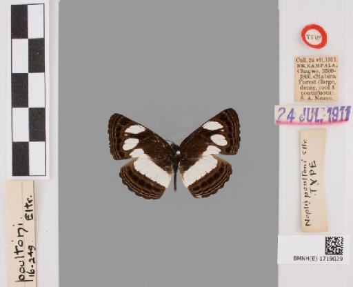 Neptis poultoni Eltringham - BMNH(E)#1719029_Neptis_poultoni_Eltringham_holotype_male_labels